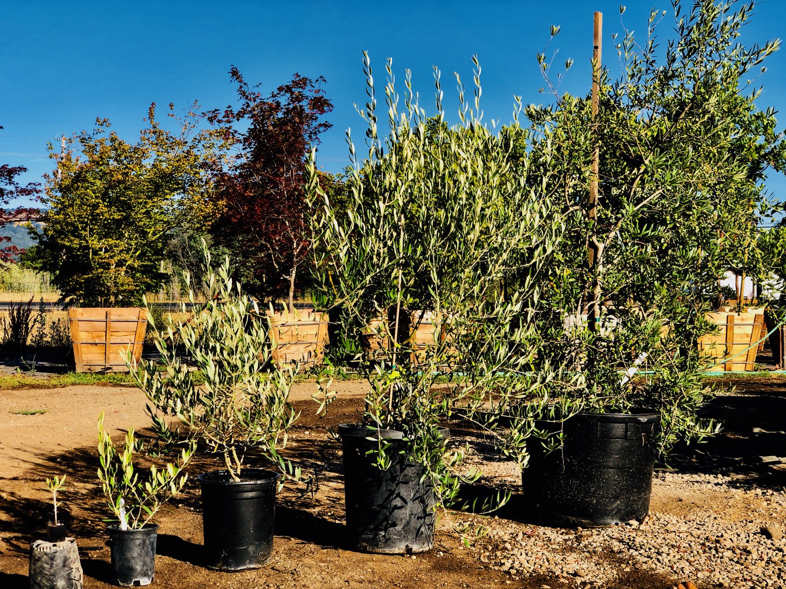 How to Grow & Care for Olive Trees