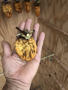 persimmon